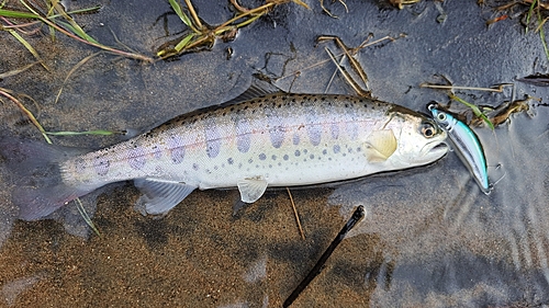 ヤマメの釣果