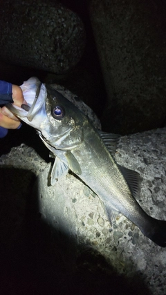 スズキの釣果