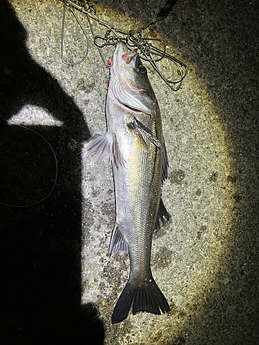 フッコ（マルスズキ）の釣果