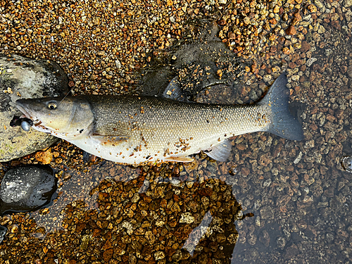 エゾウグイの釣果