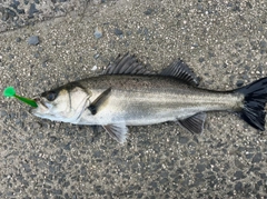 シーバスの釣果