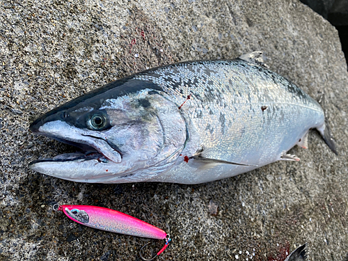 サクラマスの釣果