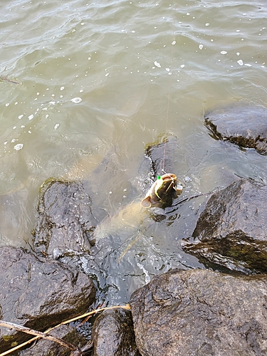 マナマズの釣果