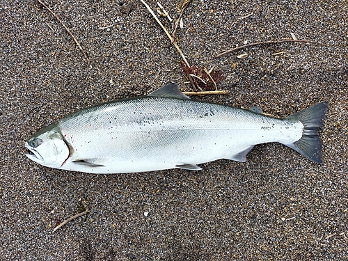 サクラマスの釣果