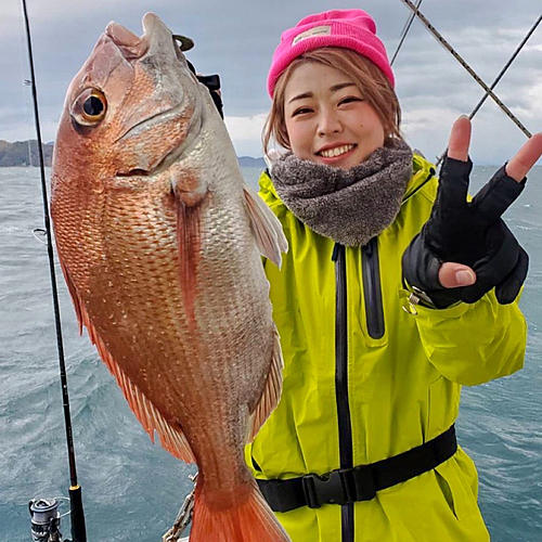 マダイの釣果