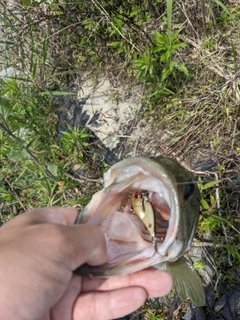 ラージマウスバスの釣果