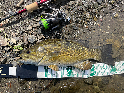 スモールマウスバスの釣果