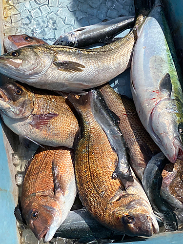 マダイの釣果