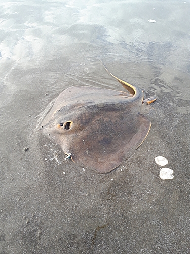 アカエイの釣果