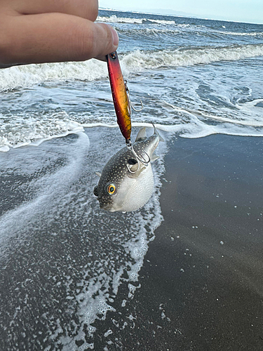 フグの釣果