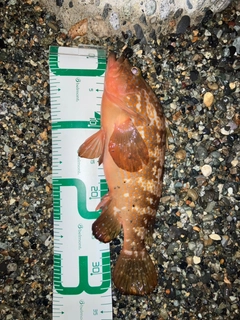 キジハタの釣果