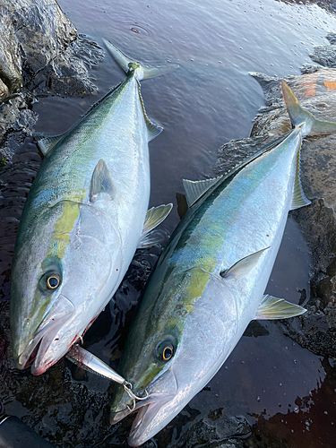 ブリの釣果