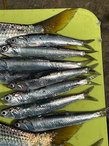 カタクチイワシの釣果