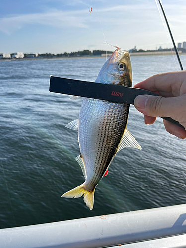 コノシロの釣果