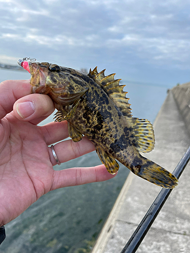 タケノコメバルの釣果