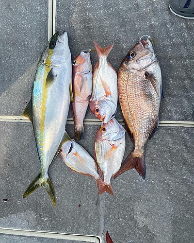 マダイの釣果