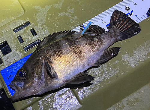 シロメバルの釣果