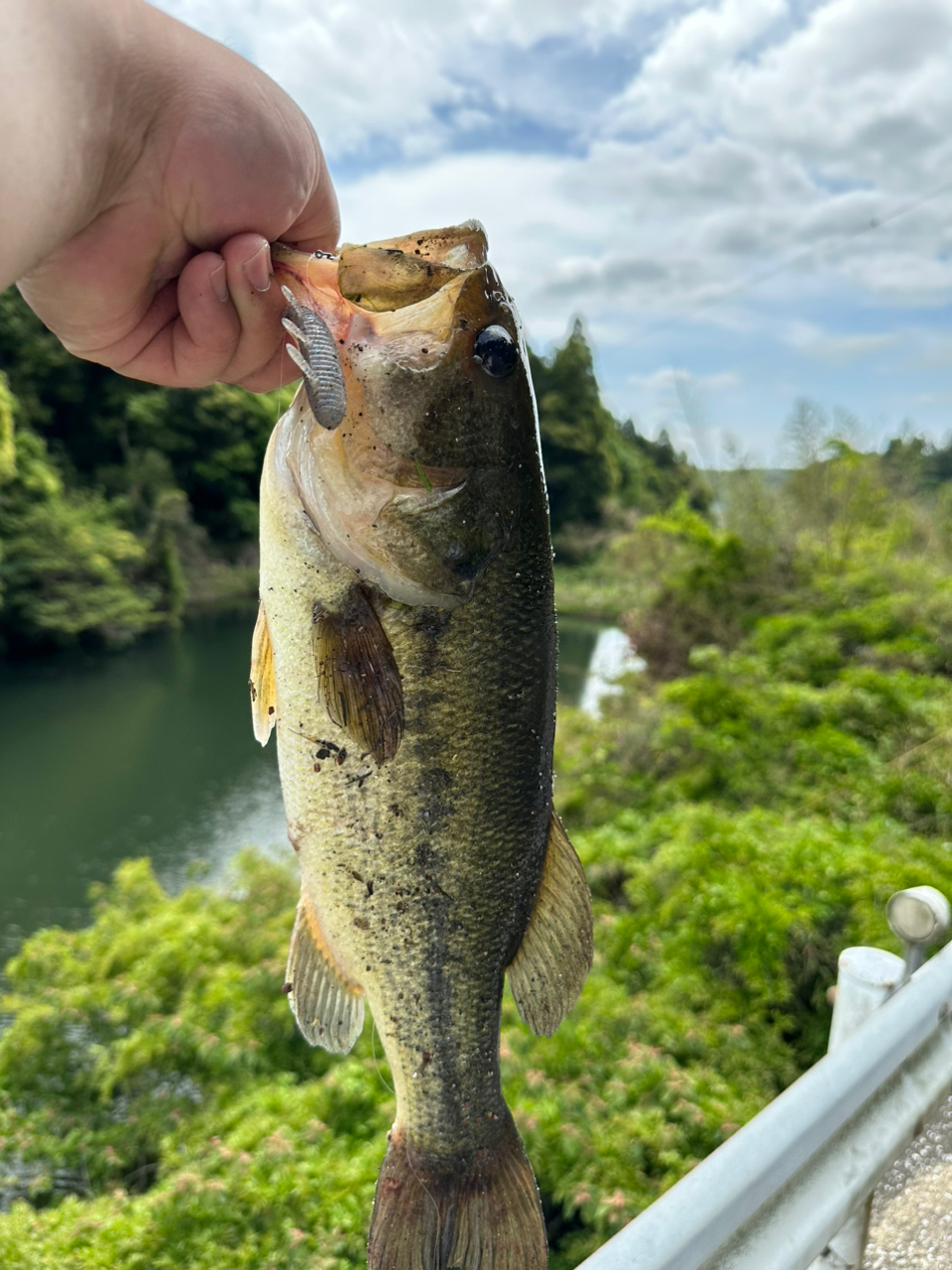 ブラックバス