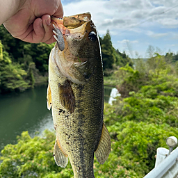 ブラックバス