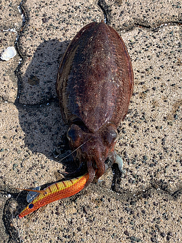 コウイカの釣果