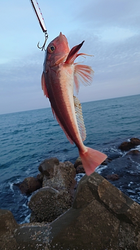 ホウボウの釣果