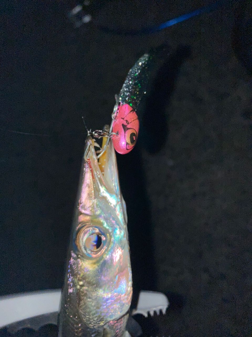 アカカマス