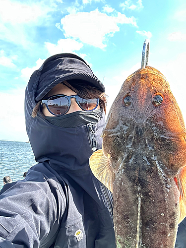 マゴチの釣果