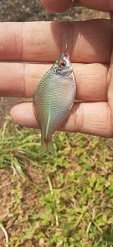 タイリクバラタナゴの釣果