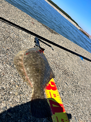 カレイの釣果