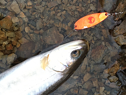 アメマスの釣果