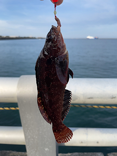 アイナメの釣果