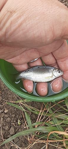 ヤリタナゴの釣果
