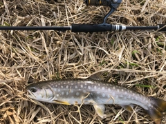 アメマスの釣果