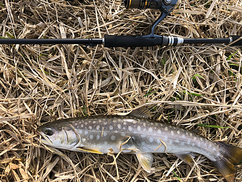 アメマスの釣果