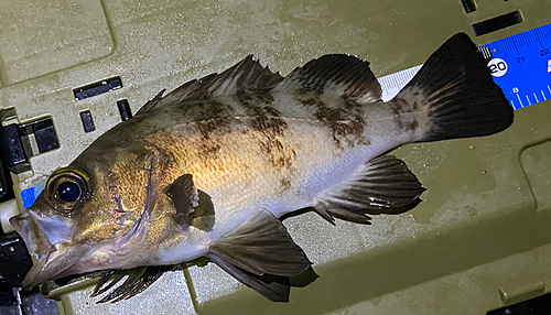 シロメバルの釣果