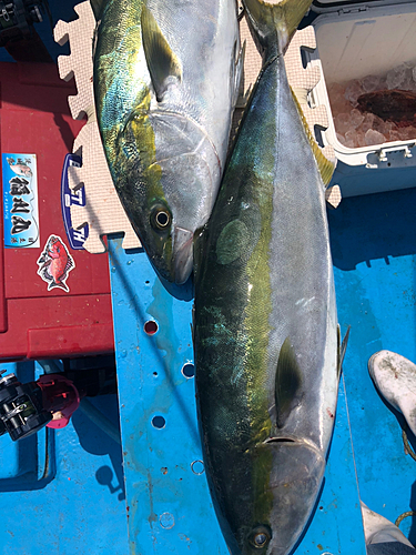 ワラサの釣果