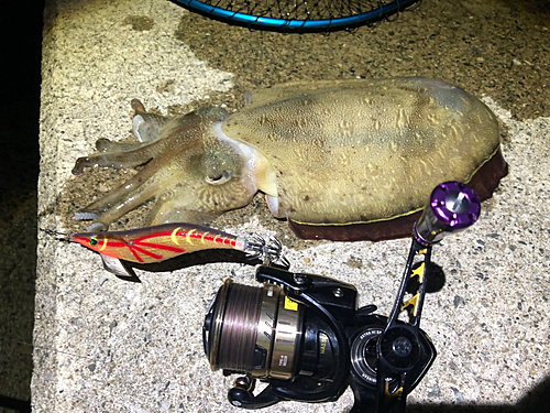 モンゴウイカの釣果