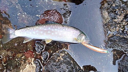 アメマスの釣果