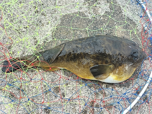 フグの釣果