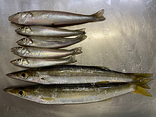 カマスの釣果