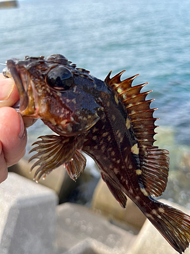 フグの釣果