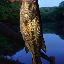 ブラックバス