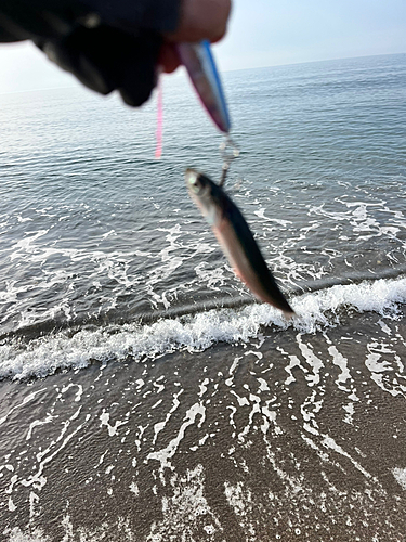 イワシの釣果