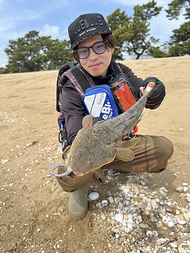 マゴチの釣果