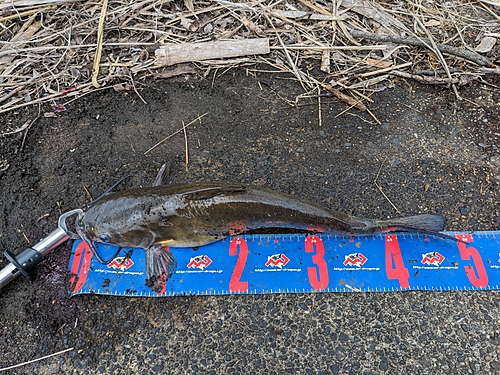 アメリカナマズの釣果