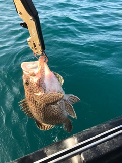 オオモンハタの釣果