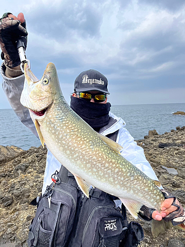 アメマスの釣果