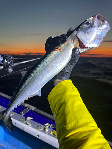 サバの釣果