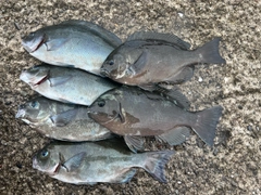 オナガグレの釣果