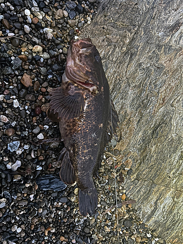 タケノコメバルの釣果